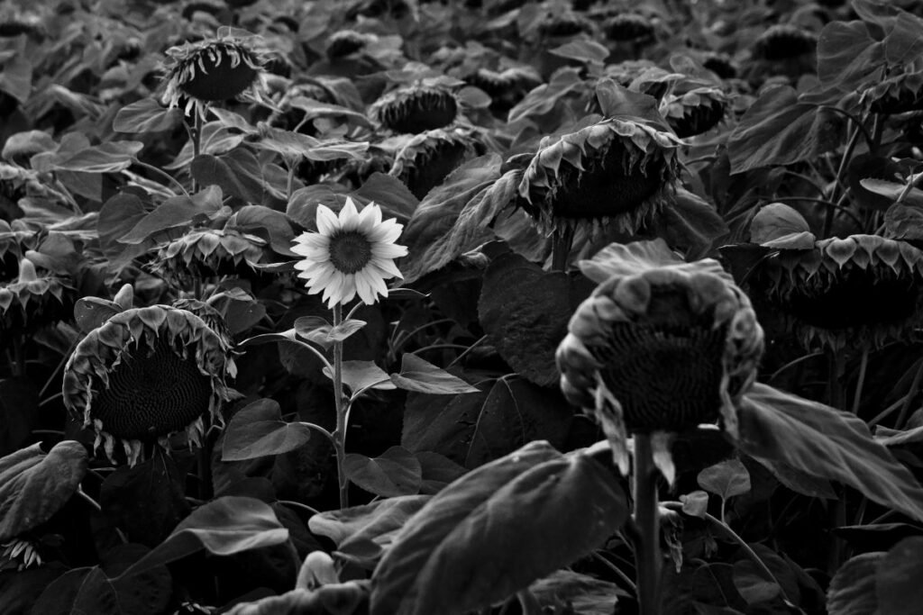 Marius-Romulus Isfan — lucrare 8
